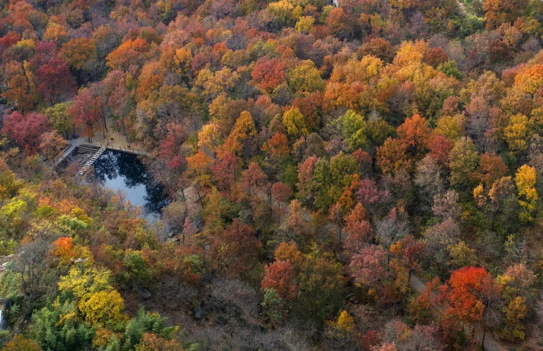 乘著公交去旅行——層林盡染，遇見港城醉美楓葉季