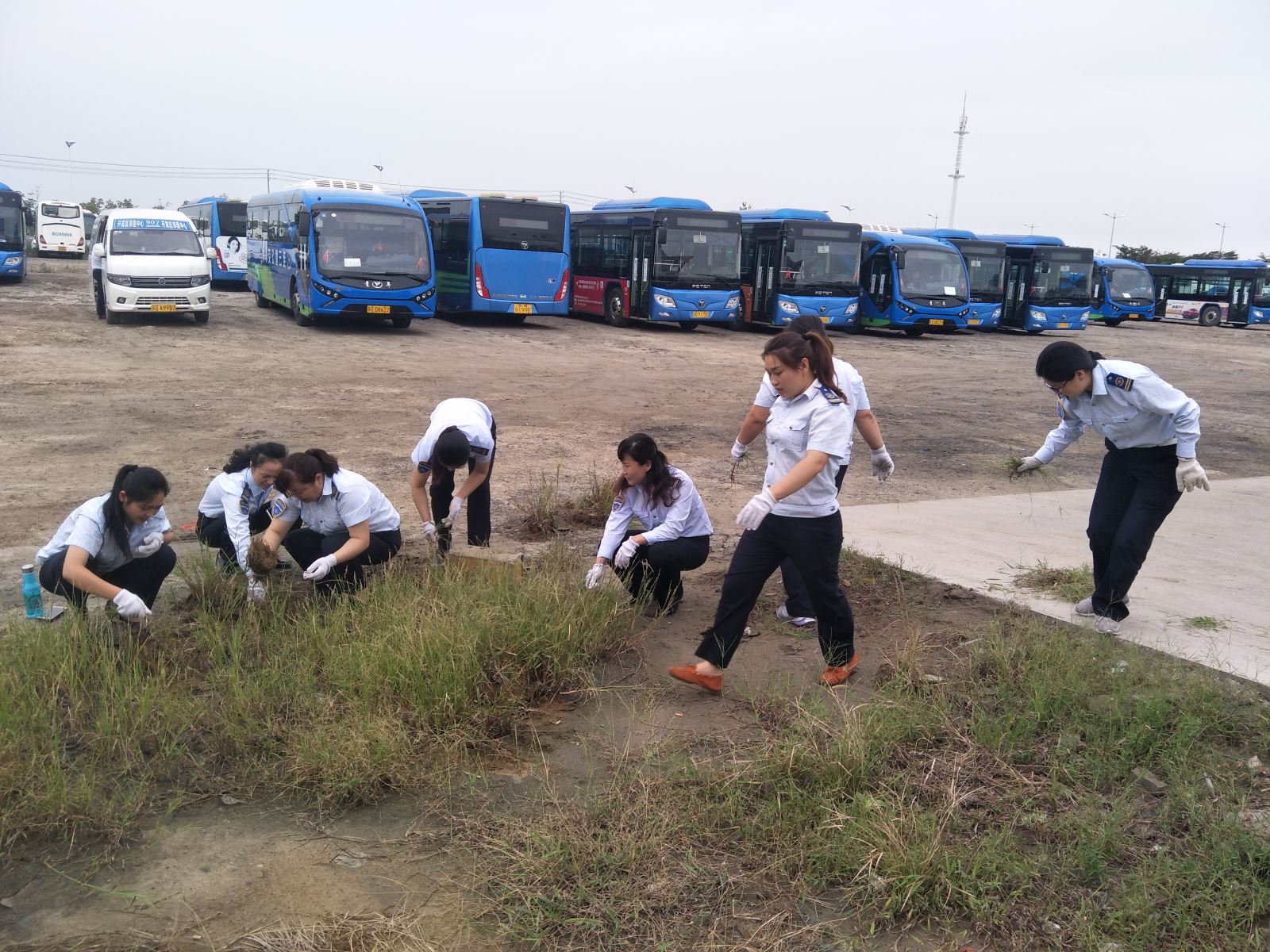 公交集團(tuán)佳連公司開(kāi)展停車(chē)場(chǎng)拔草活動(dòng) 為創(chuàng)文助力